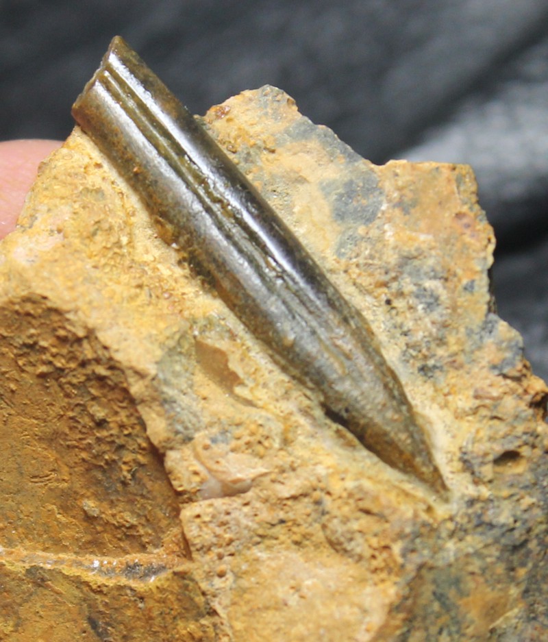 Belemnopsis canaliculatus
