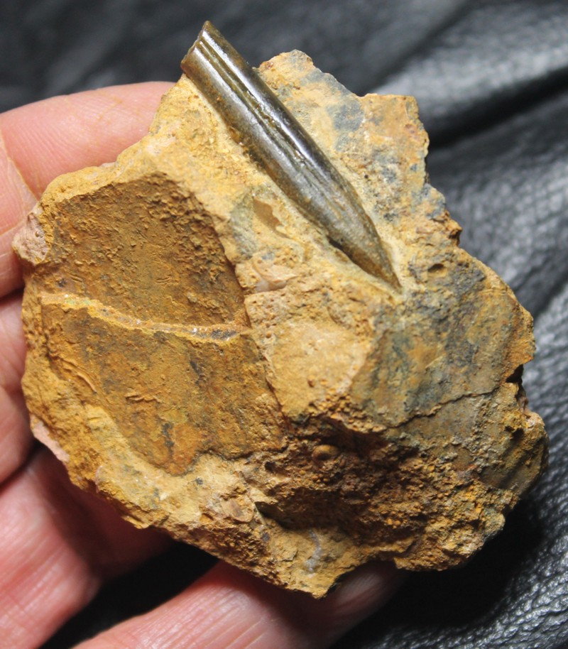 Belemnopsis canaliculatus