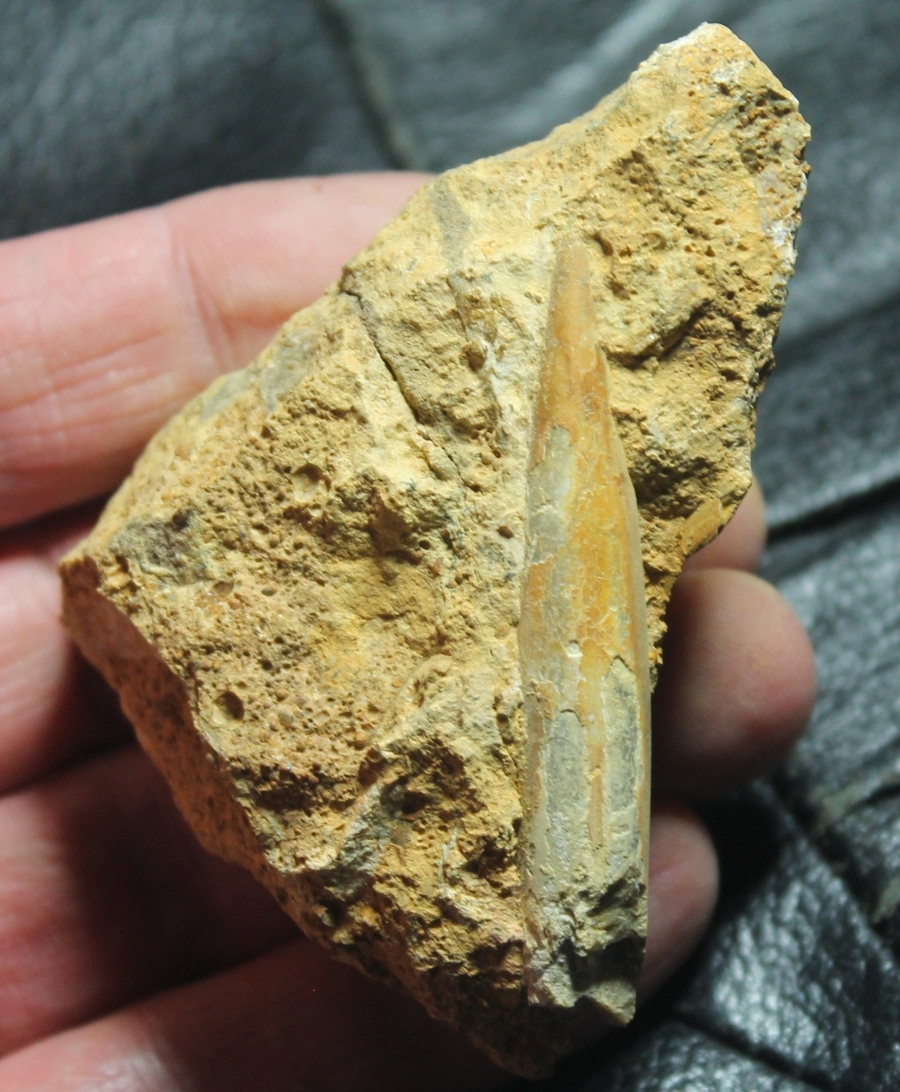 Hibolites hastatus