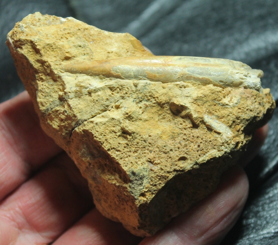 Hibolites hastatus