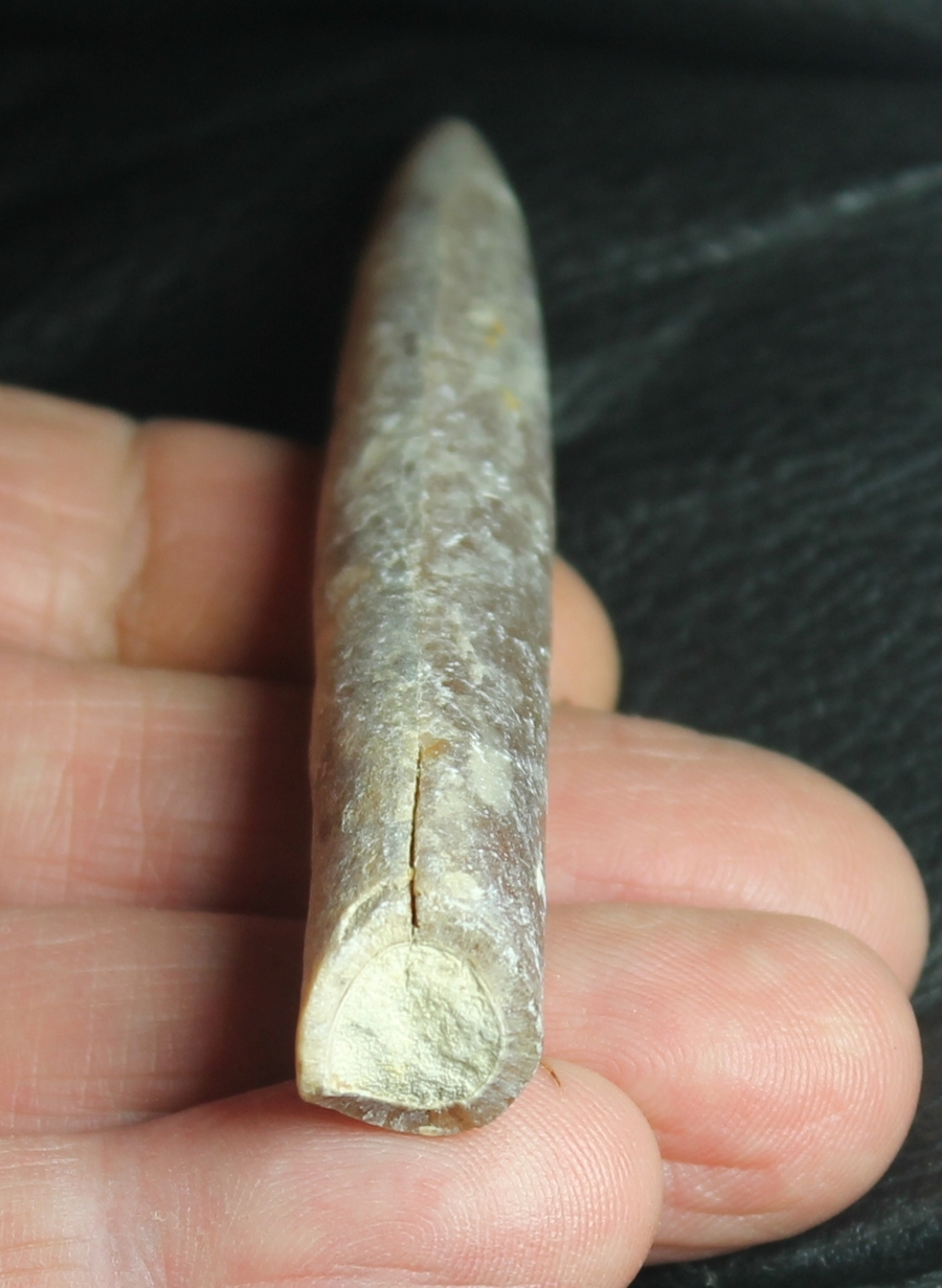 Cretaceous, Maastrichtian belemnite