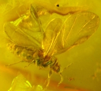  Fossil Aphis, 