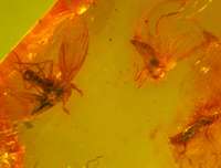  fossil insect in Baltic amber