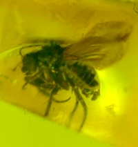 Phoridae fossil fly