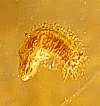 fossil larve in amber