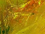  fossil Mayfly in amber