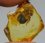inclusion in Baltic amber