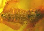 fossil larva