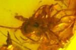 inclusion in Baltic amber