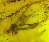 fossil fly in baltic amber