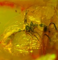  Myrmicinae, ant in Baltic amber