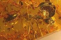  ant in Baltic amber