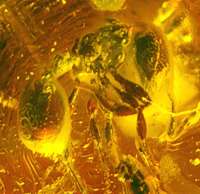 fossil ant in Baltic amber