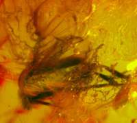 inclusion in baltic amber