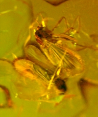  inclusion in amber