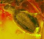Fossil plant leaf.jpg