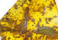fossil insect in amber