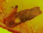 Fossil plant leaf.jpg