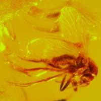  fossil insect in amber 