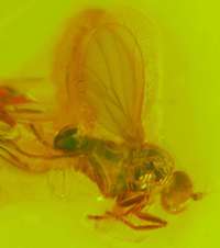  fossil insect in amber