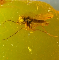  Fossil hump-backed fly