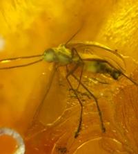  insect in baltic amber