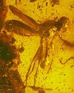 Fossil Animal's hair