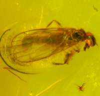  fossil insect in baltic amber