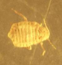 fossil greenfly