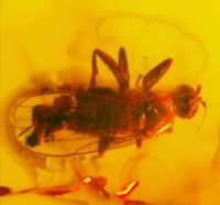  Fossil fly in Baltic amber