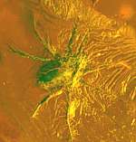 Fossil Mite
