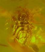 Fossil Mite