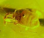 Fossil Mite