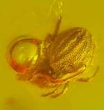 Fossil Mite