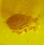Fossil Mite