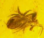 Fossil Mite