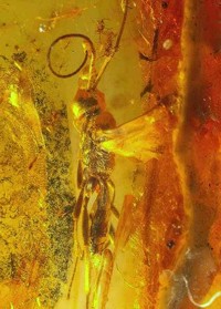  Wasps in amber Baltic