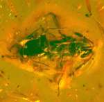fossil wasp in amber Baltic