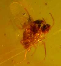  fossil fly in baltic amber