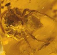  fossil spider