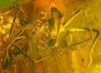  fossil spider in amber