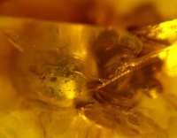 fossil spider in baltic amber