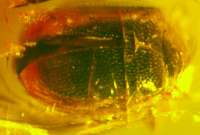  Fossil Beetle in baltic amber