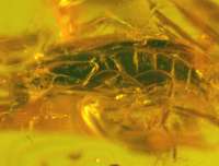 Scraptiidae beetle fossil