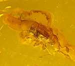 fossil beetle in Baltic amber