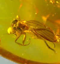 Fossil fly in Baltic amber