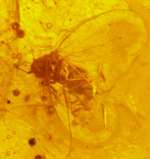  inclusion in amber