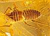  Homoptera in Baltic amber