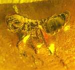 fossil cicada in Baltic amber