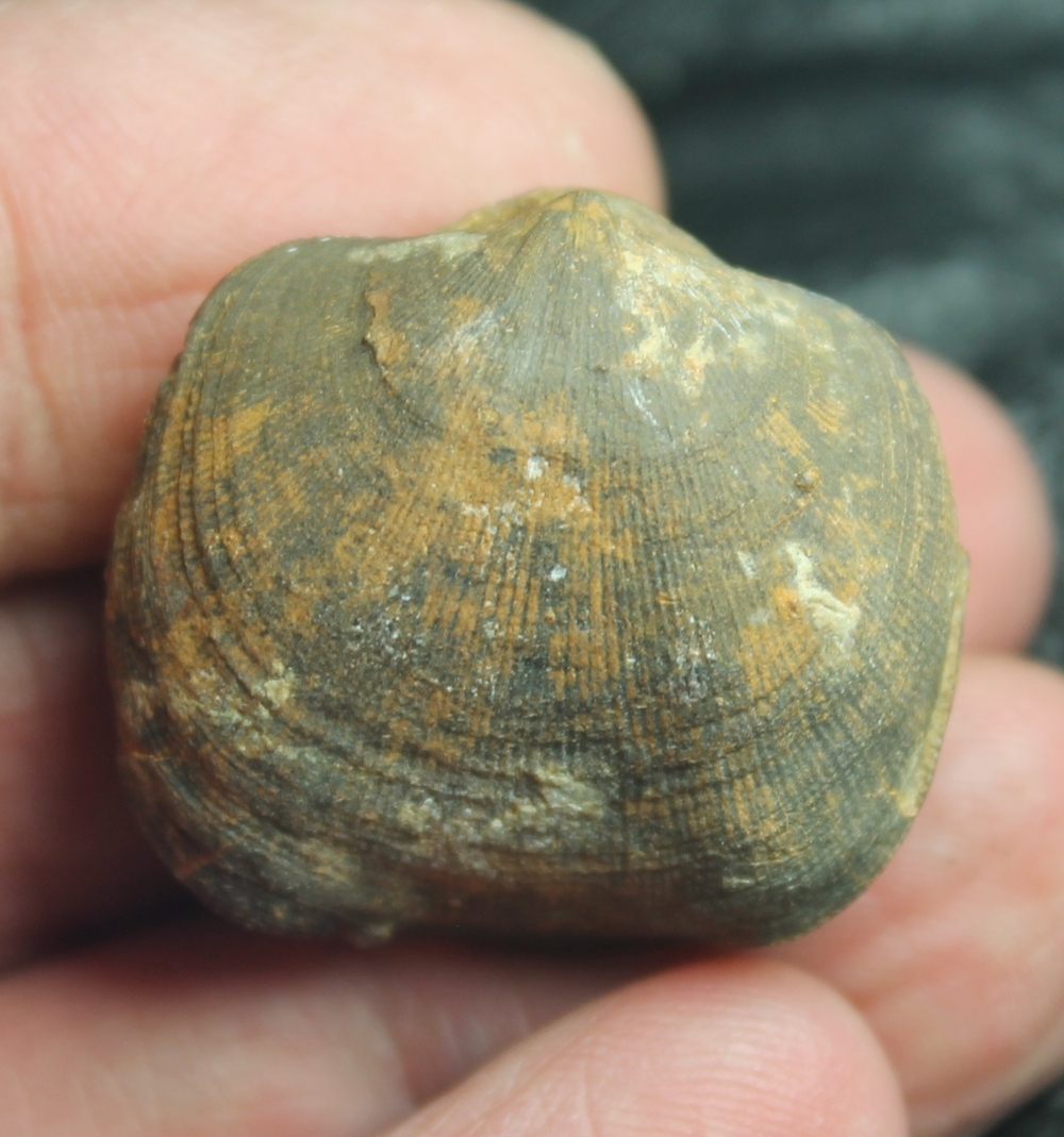 Schizophoria schnuri
